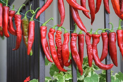 how to dry cayenne peppers